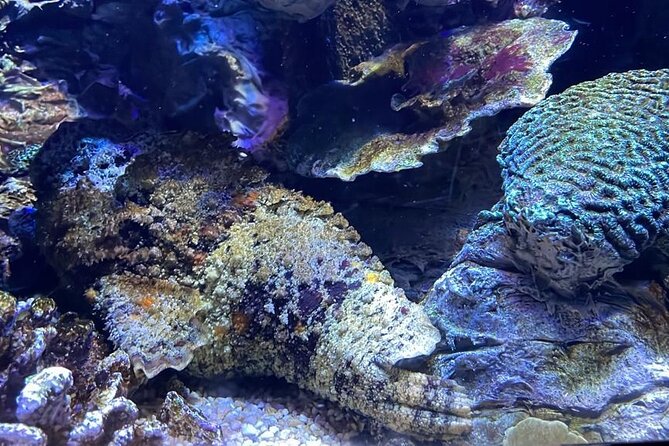 Private Hamad Port Tour in Mesaieed |Aquarium |Maritime Museum - The aquarium tunnels bring the strongest visual payoff