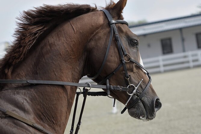 Private Horse and Camel Riding Experience in Doha - The long road from Doha to the desert