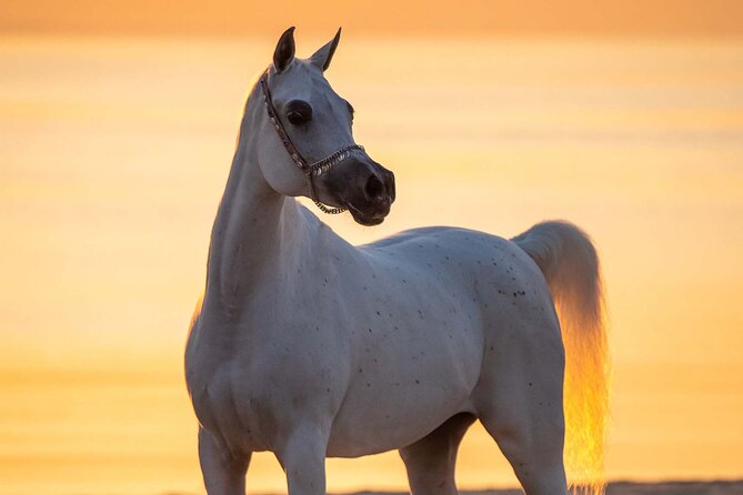 Private Horse and Camel Riding Experience in Doha - Dune views, family time, and possible extras