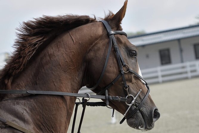 Private Horseback Riding Experience in Doha - Leaving Doha for the Sealine Desert