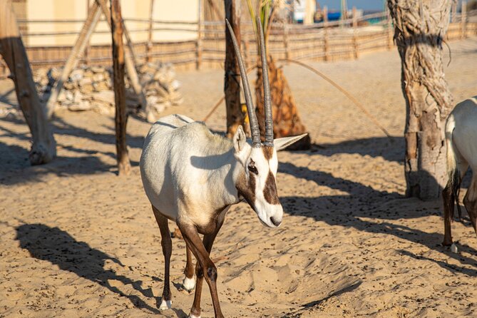 Qatar Half Day Desert Safari(Camel Rides & Sandboarding) - Leaving Doha for Qatar’s open desert