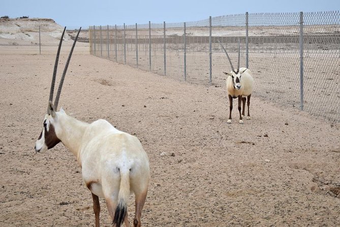 Qatar West Coast tour, Zekreet, Richard Serra Sculpture, Mushroom Rock Formation - Film City and the quieter side of the desert