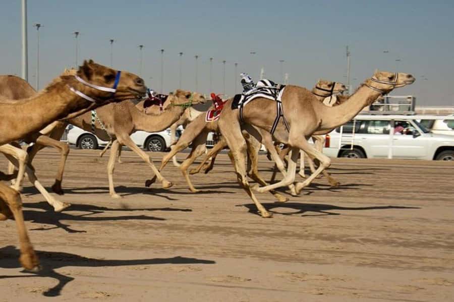 West of Qatar Richard Serra, Mushroom Hills, CamelRace track - Zekreet Fort ruins and a quick history lesson